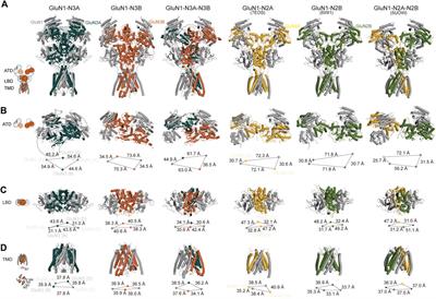 Structural prediction of GluN3 NMDA receptors